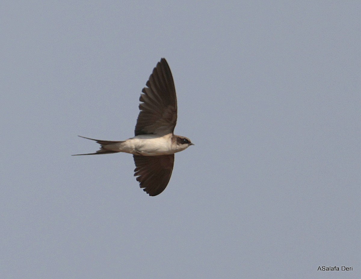 Gray-rumped Swallow - ML644364212