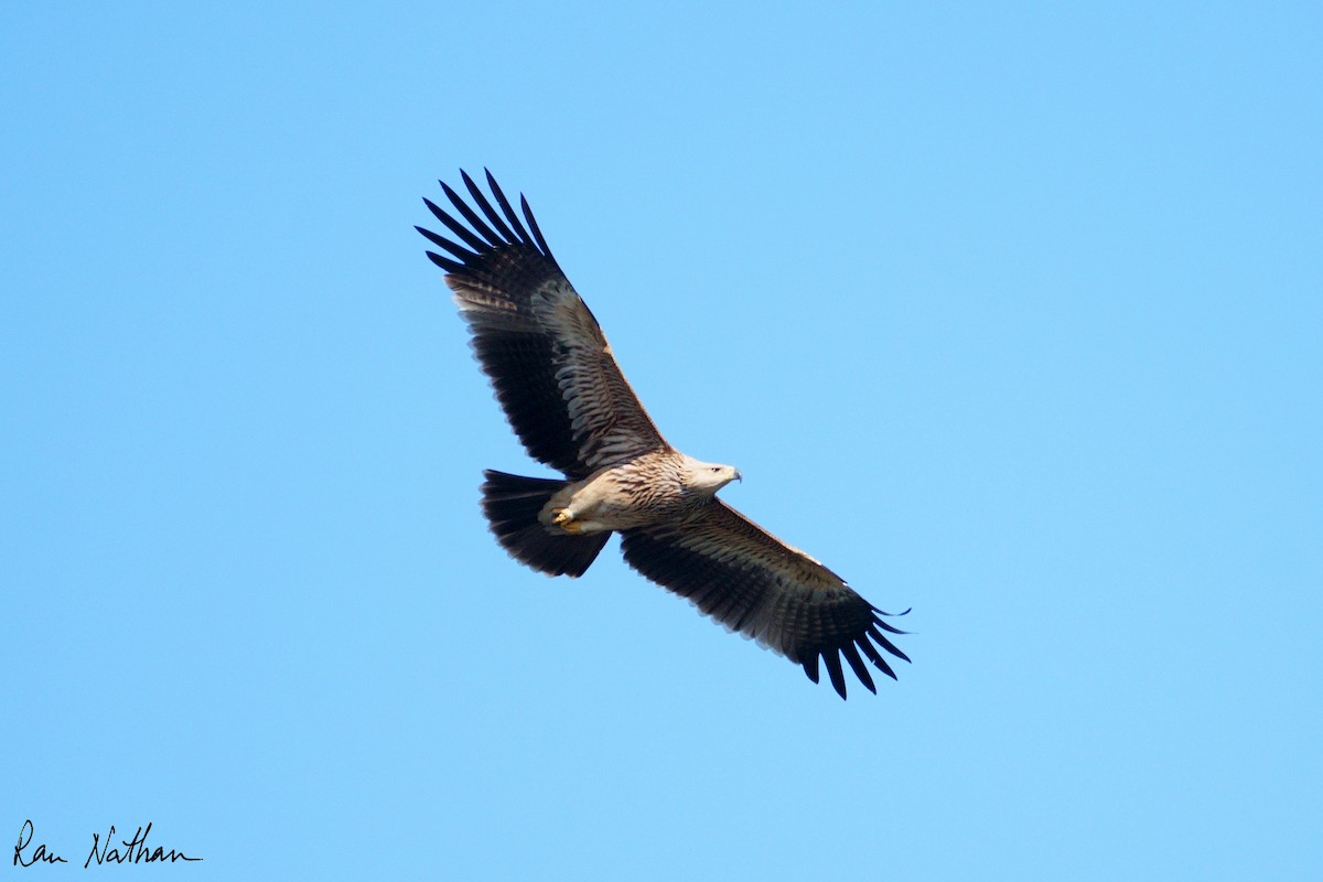 Aigle impérial - ML644364225