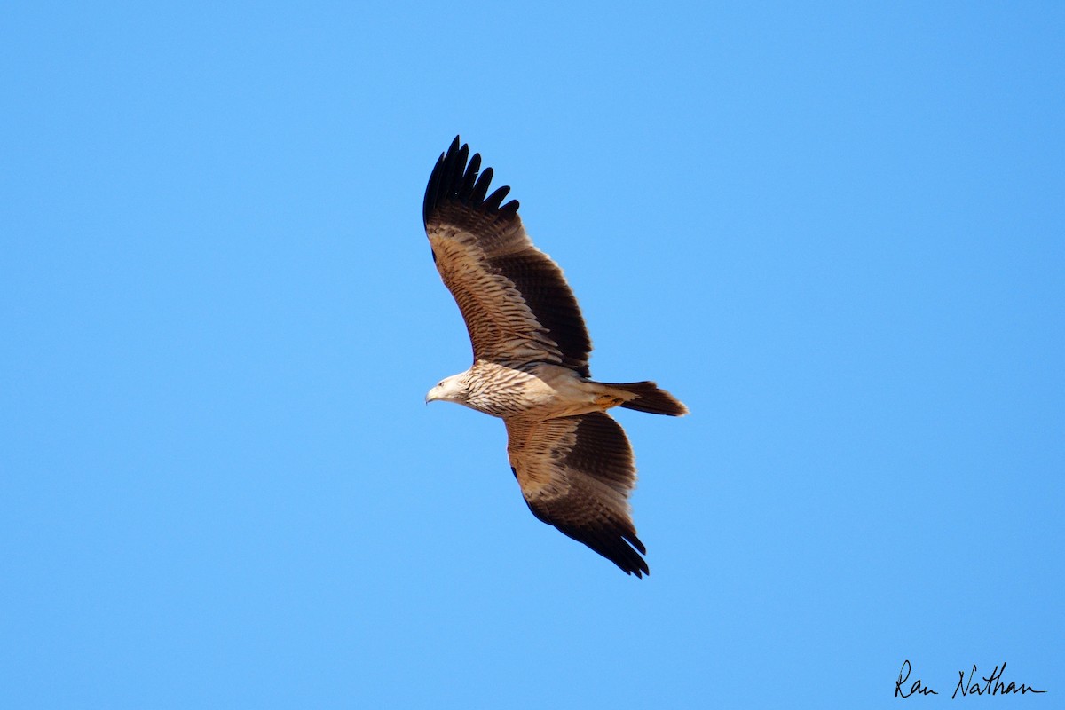 Aigle impérial - ML644364230