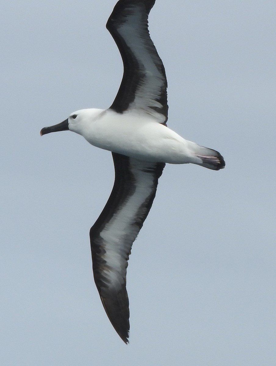 Albatros à nez jaune ou A. de Carter - ML644364237