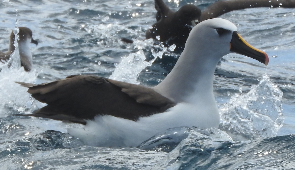 Albatros à nez jaune ou A. de Carter - ML644364238
