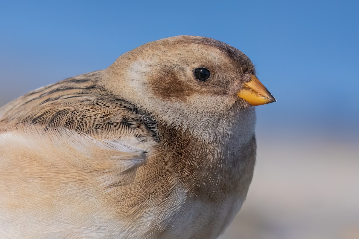 Snow Bunting - ML644364241