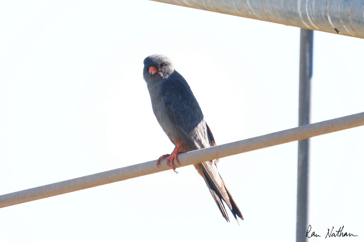 Belatz hankagorria - ML644364245