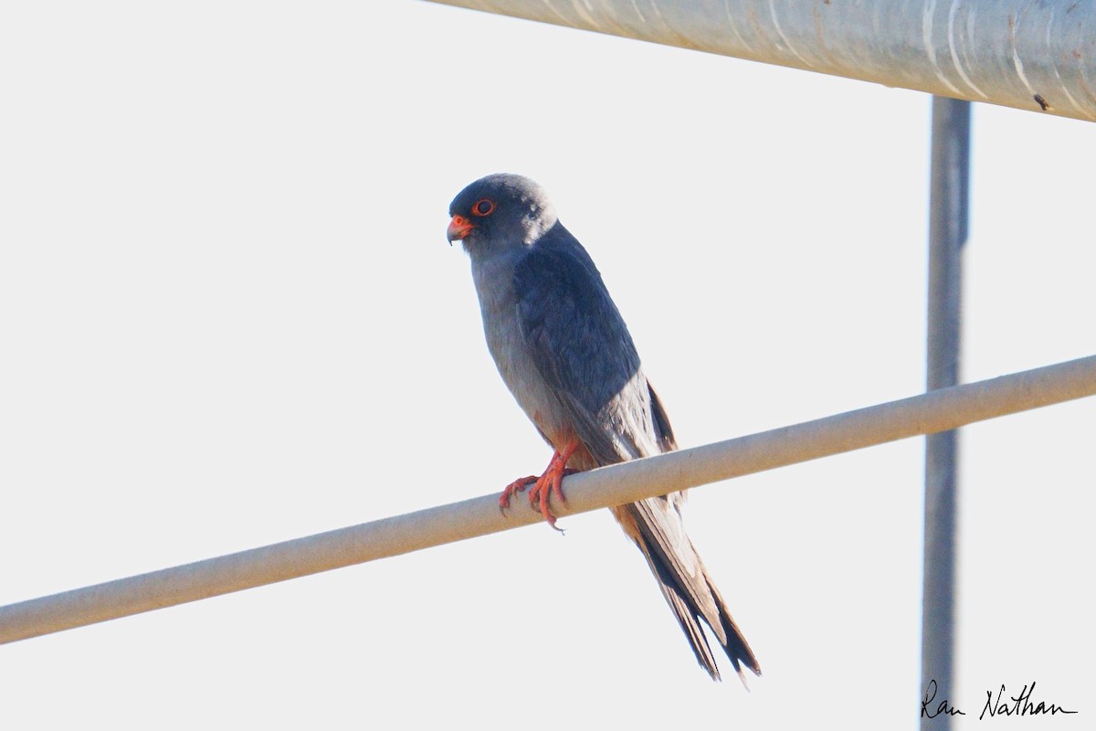 Belatz hankagorria - ML644364248