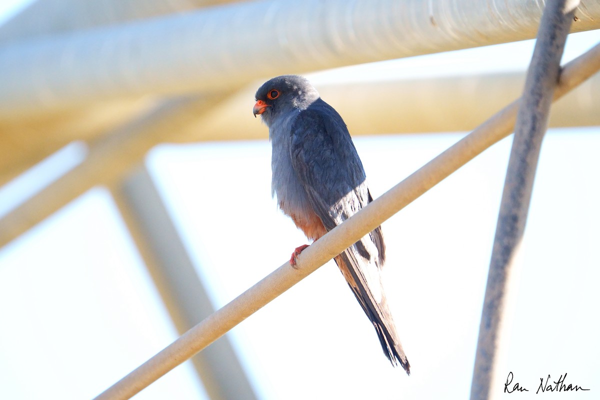 Belatz hankagorria - ML644364252