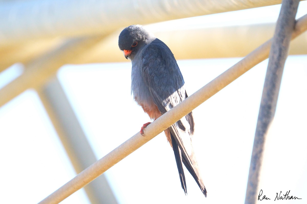 Belatz hankagorria - ML644364253