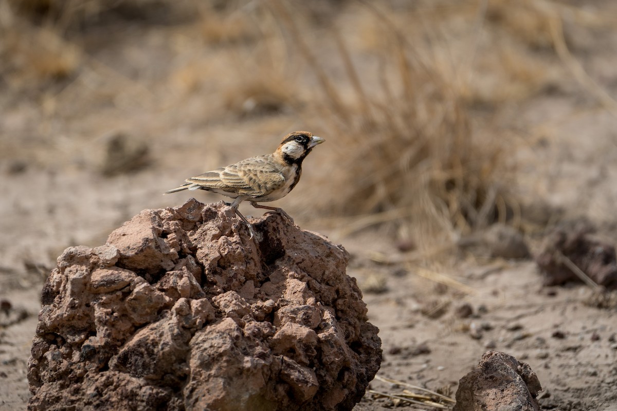 Fischer's Sparrow-Lark - ML644364255