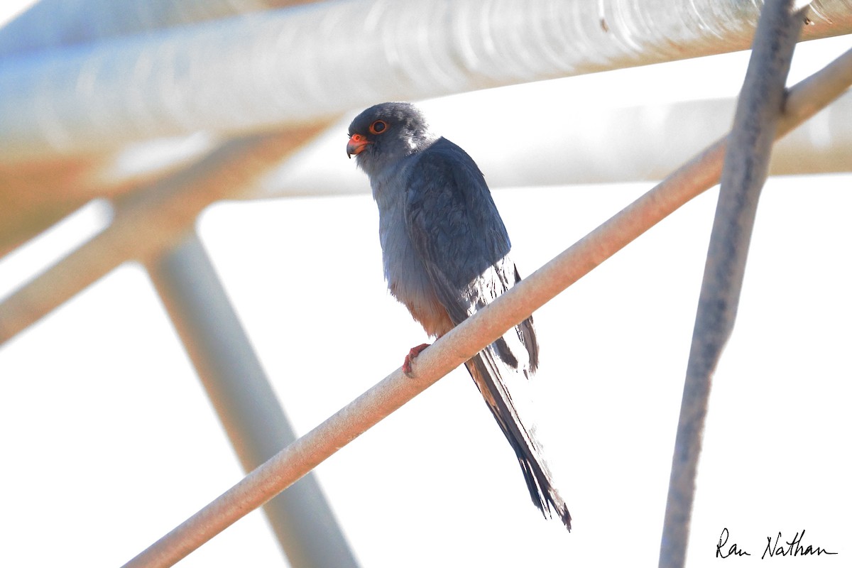 Belatz hankagorria - ML644364258