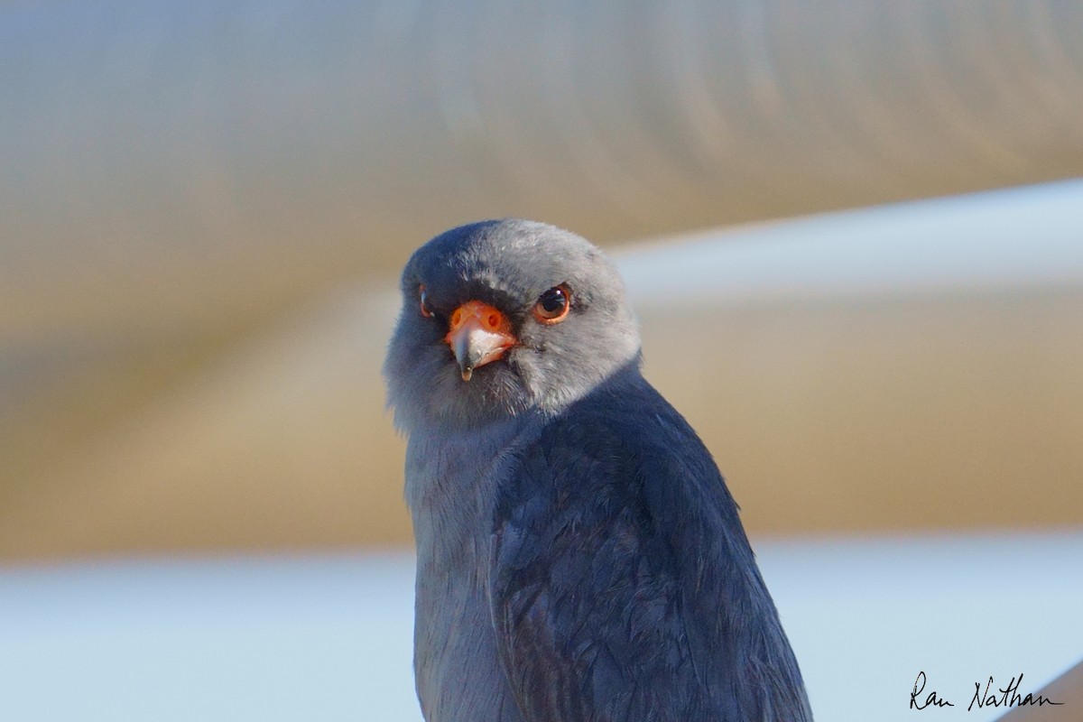 Belatz hankagorria - ML644364265