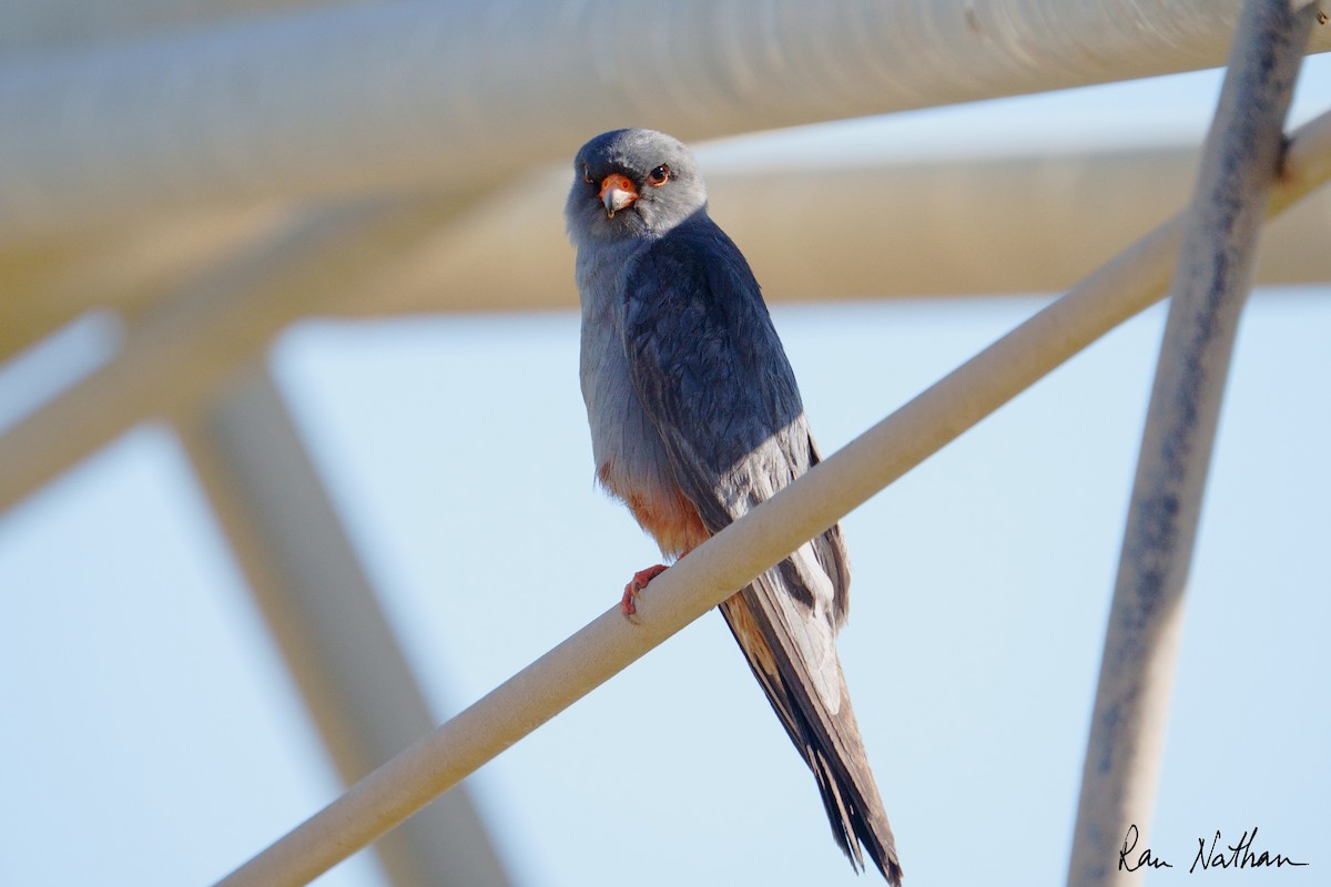 Belatz hankagorria - ML644364270