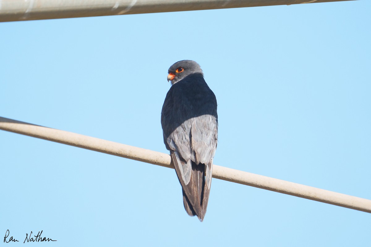 Belatz hankagorria - ML644364271