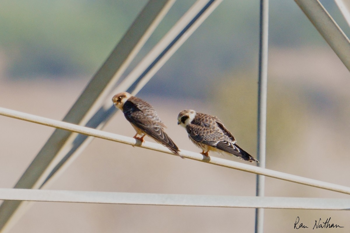 Belatz hankagorria - ML644364273