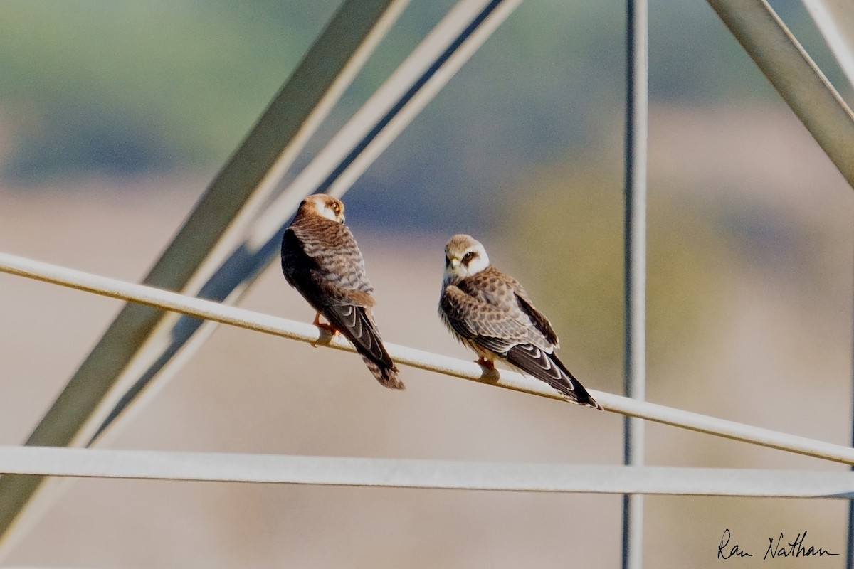 Belatz hankagorria - ML644364276