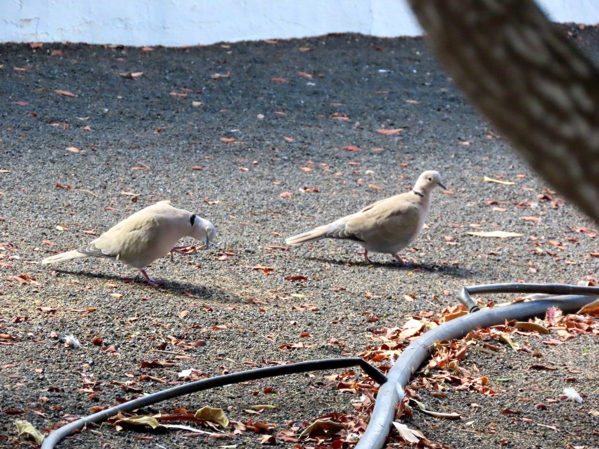 African Collared-Dove - ML644364291