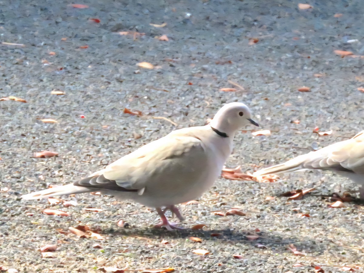 African Collared-Dove - ML644364292
