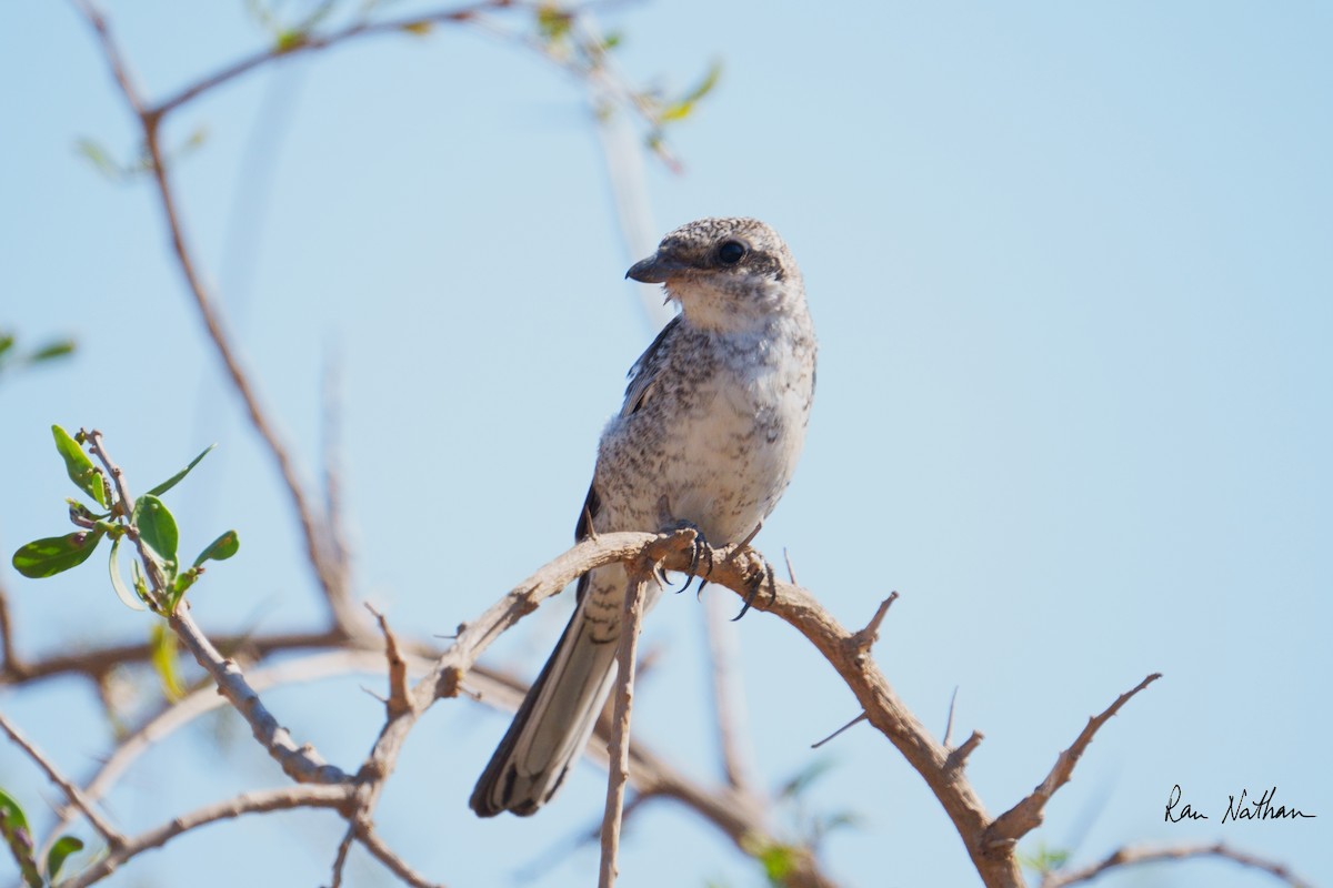 Masked Shrike - ML644364295