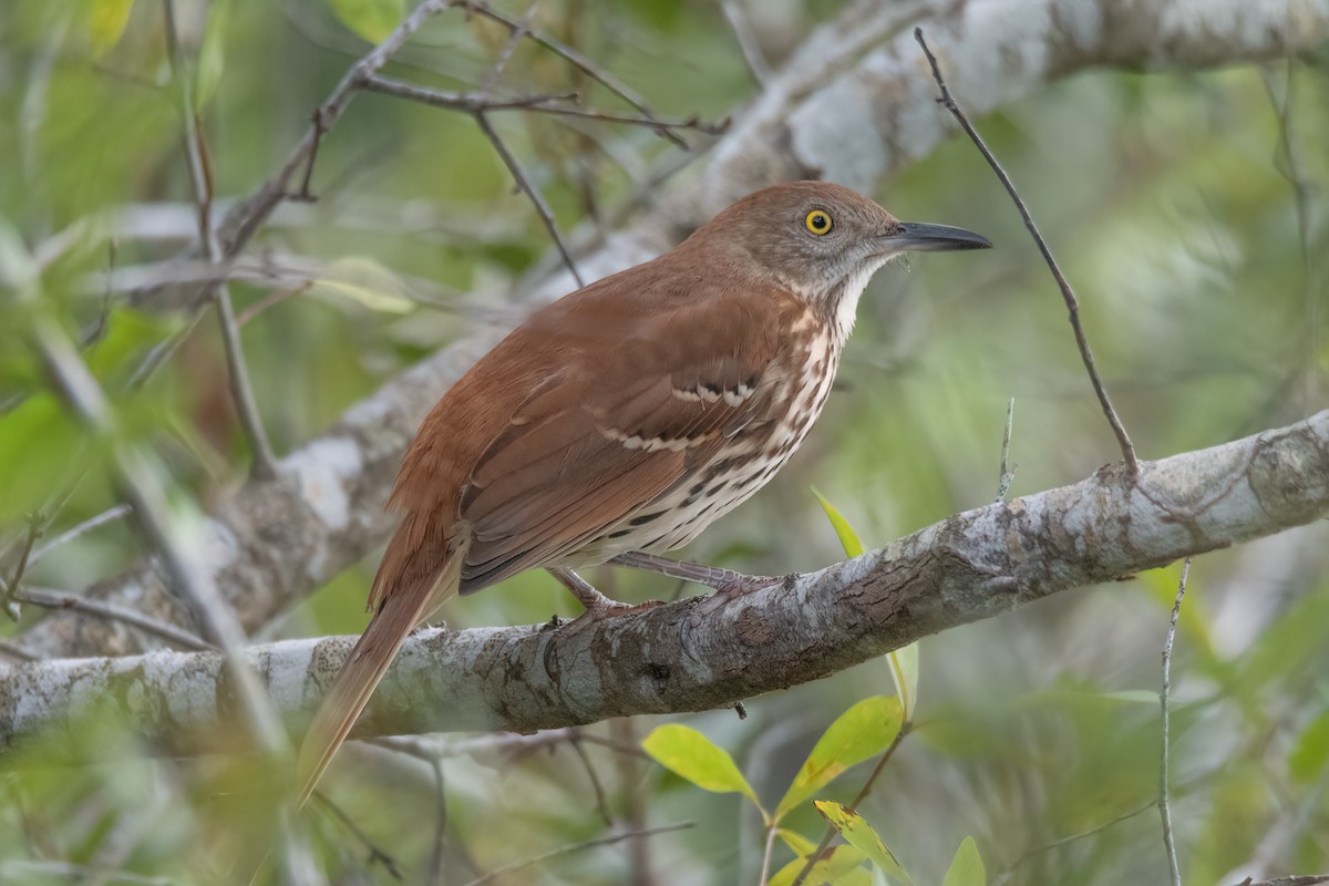 brunspottefugl - ML644364297