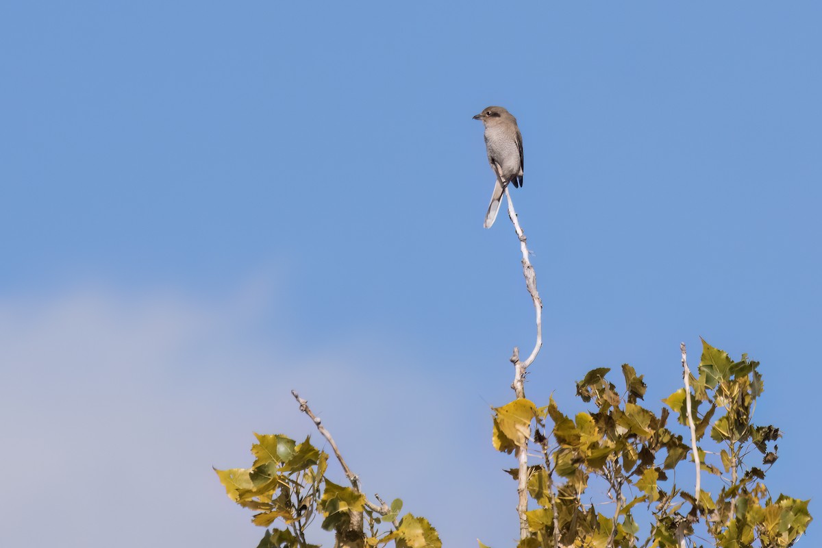 Northern Shrike - ML644364303