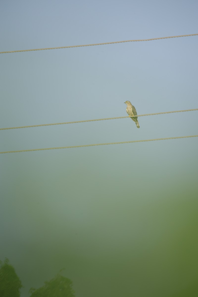 ハイタカジュウイチ - ML644364306