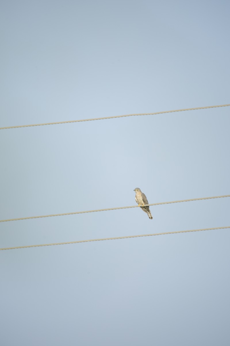 ハイタカジュウイチ - ML644364307