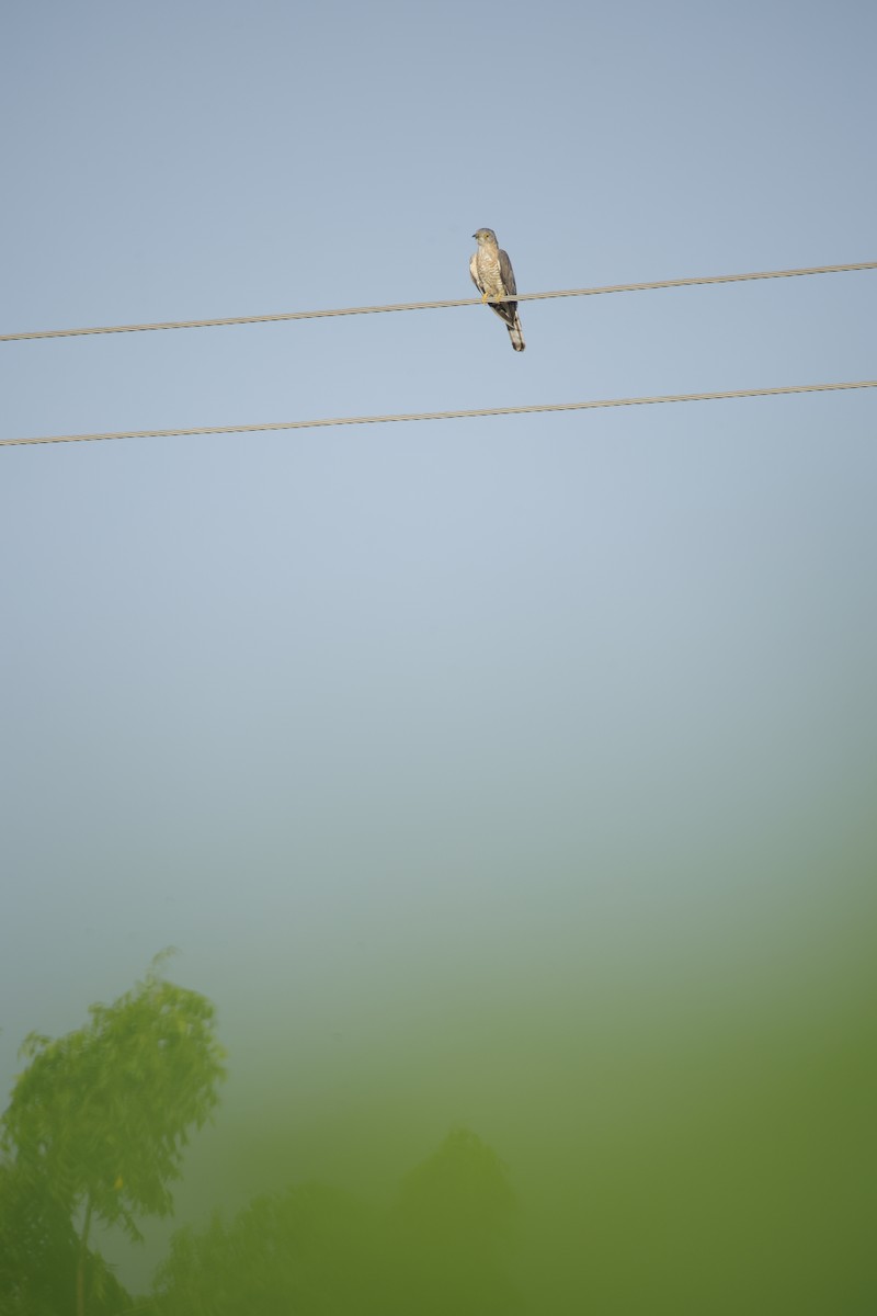 ハイタカジュウイチ - ML644364308