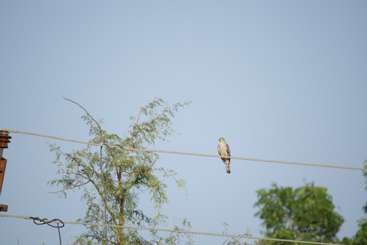 ハイタカジュウイチ - ML644364309