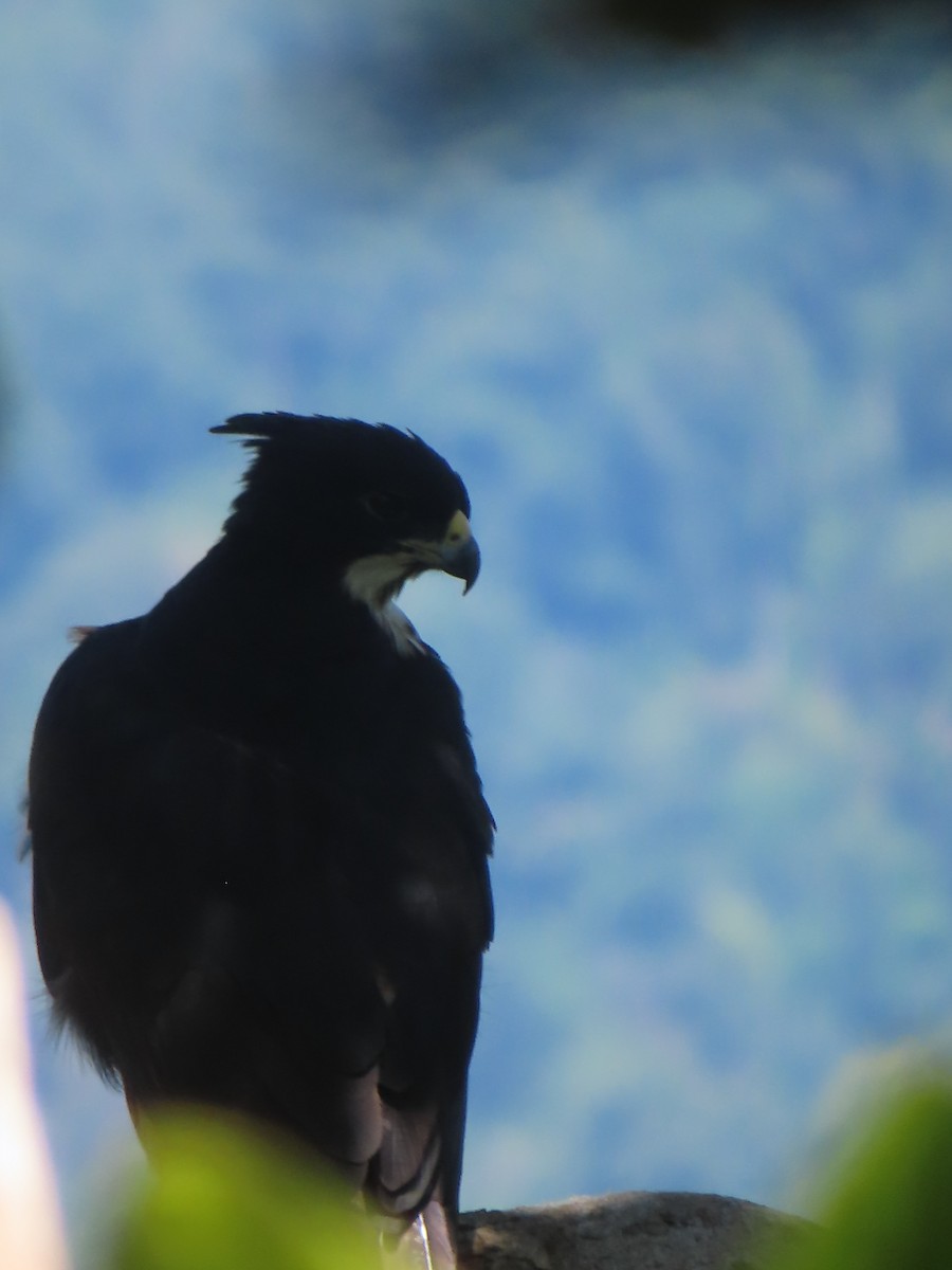 Aigle à ventre roux - ML644364312