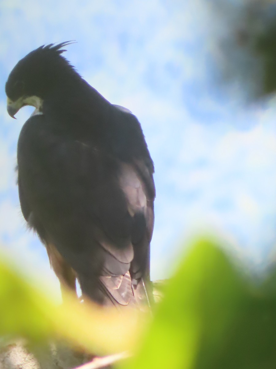 Aigle à ventre roux - ML644364313