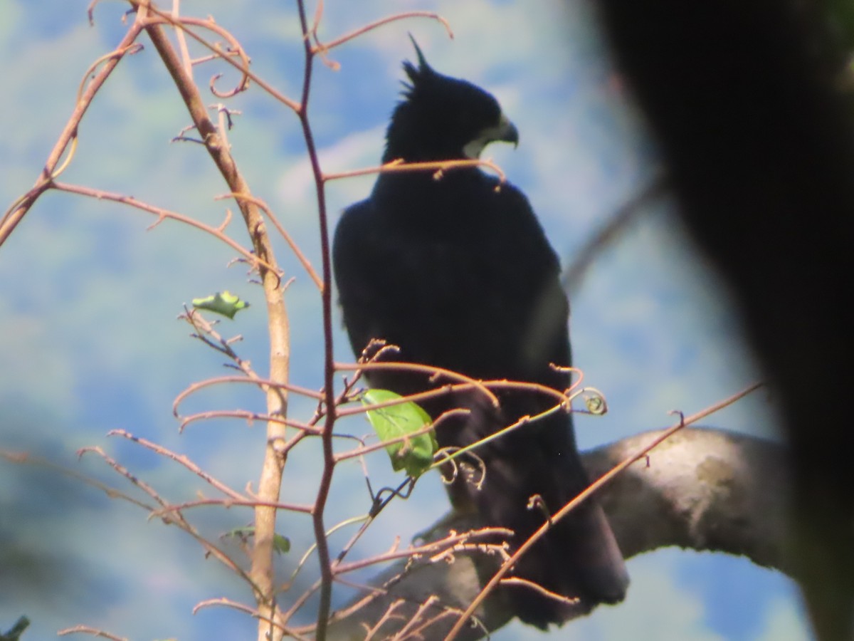 Aigle à ventre roux - ML644364314