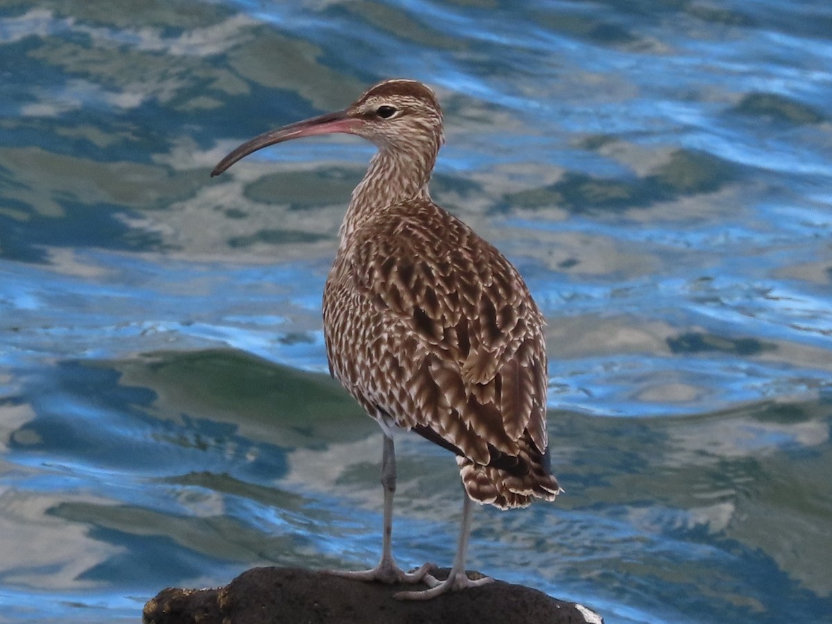 Hudsonian/Eurasian Whimbrel - ML644364317