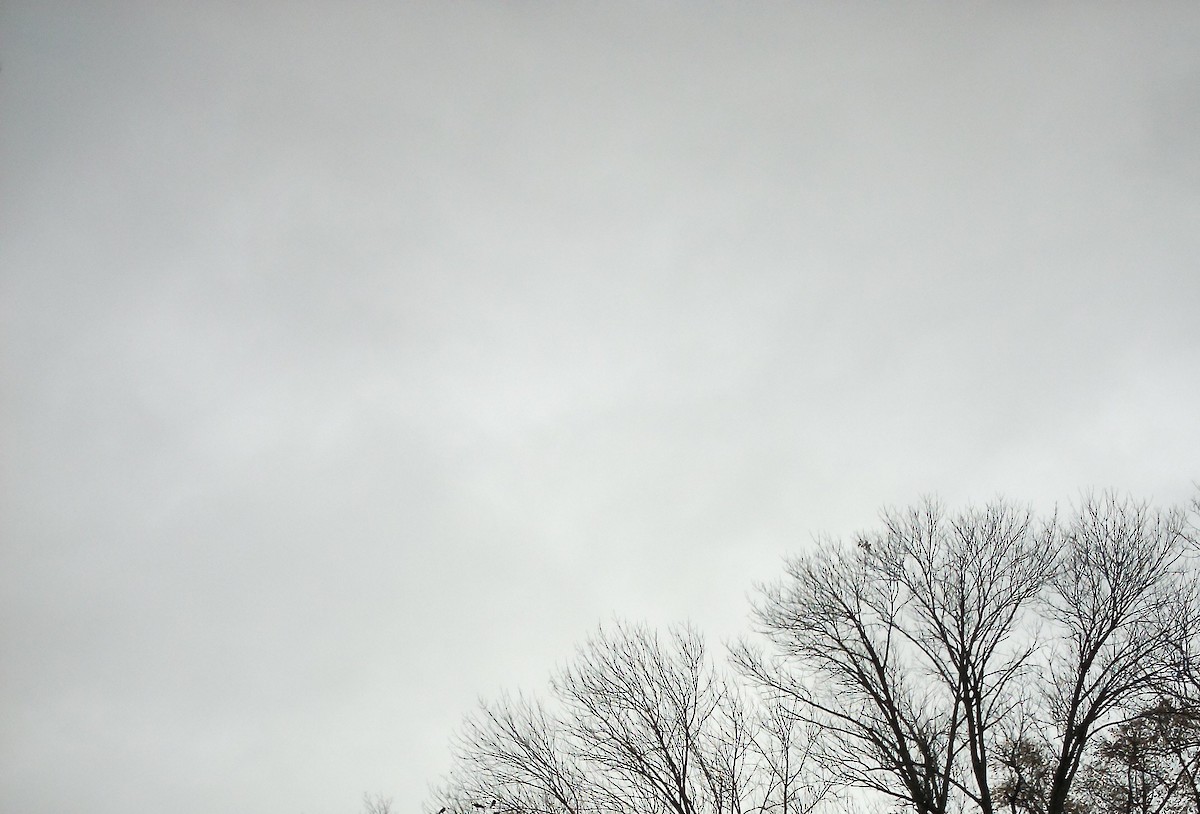 vrána americká - ML644364319