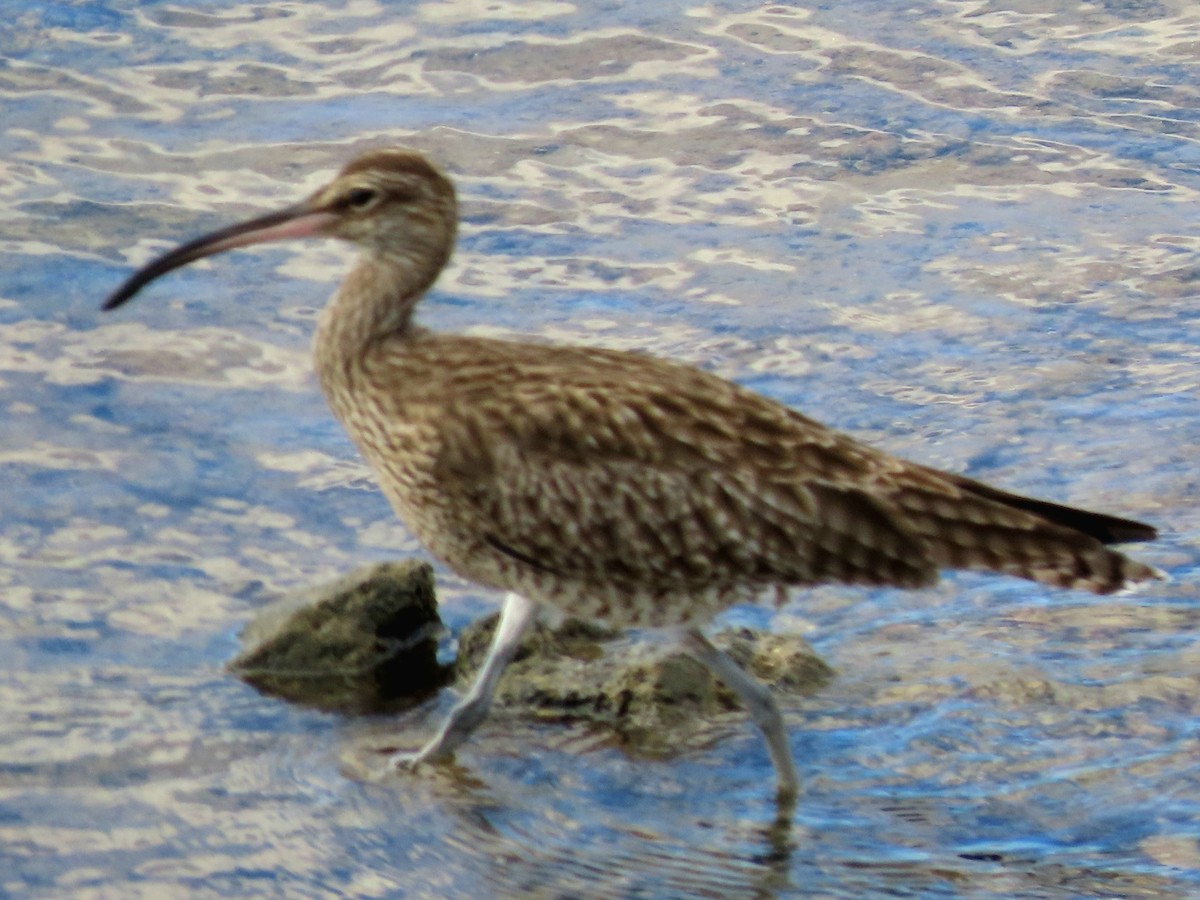 Hudsonian/Eurasian Whimbrel - ML644364321