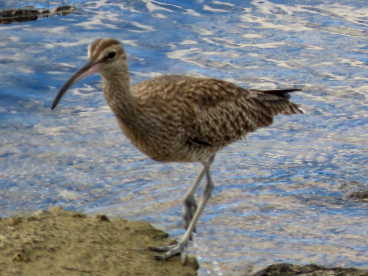 Hudsonian/Eurasian Whimbrel - ML644364322