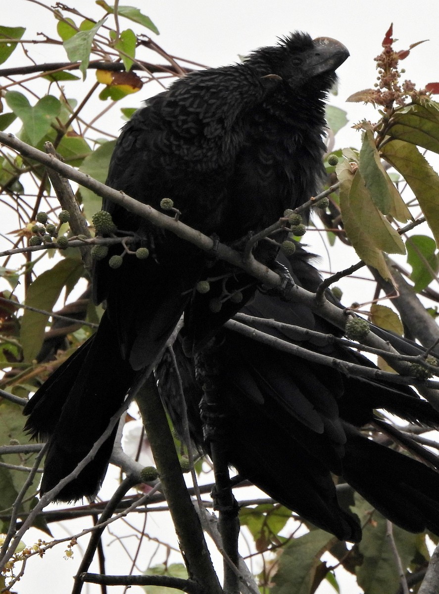 Ani à bec lisse - ML644364328