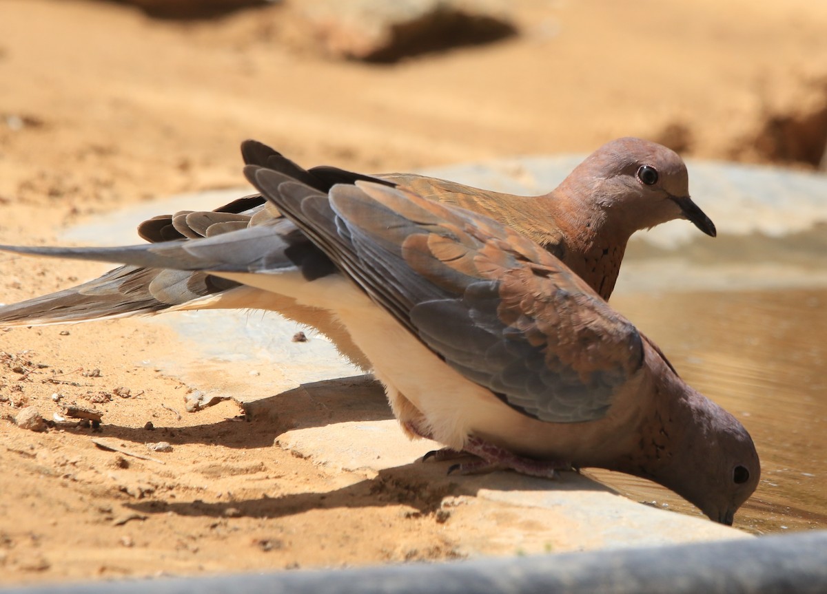 Laughing Dove - ML644364331