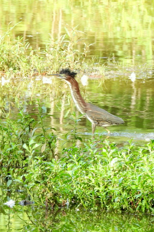 Green Heron - ML644364335