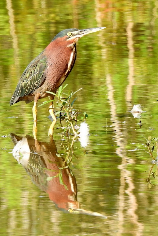 Green Heron - ML644364336