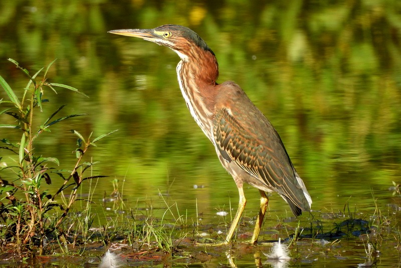 Green Heron - ML644364337