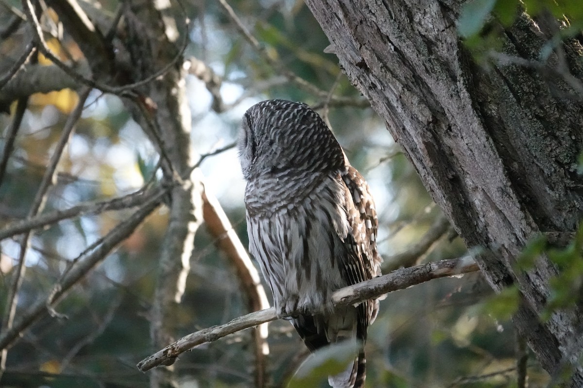 Barred Owl - ML644364344