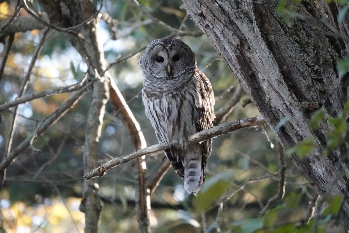 Barred Owl - ML644364345