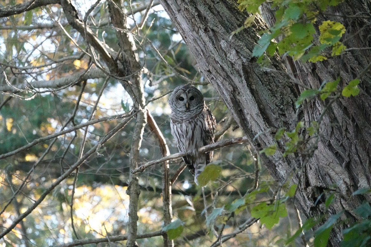 Barred Owl - ML644364346
