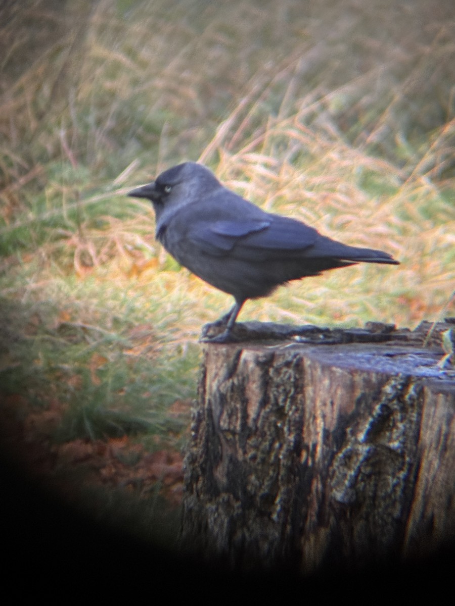 Eurasian Jackdaw - ML644364347