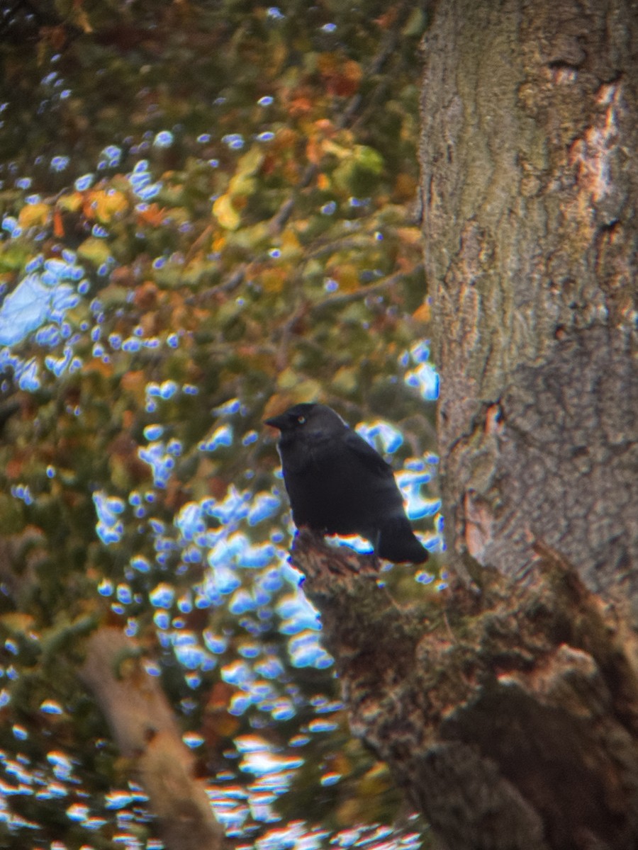 Eurasian Jackdaw - ML644364348