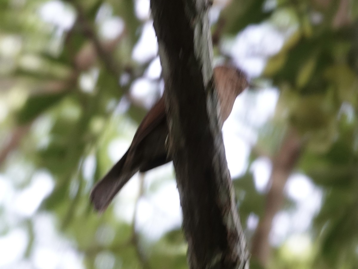 drozd nížinný - ML644364356