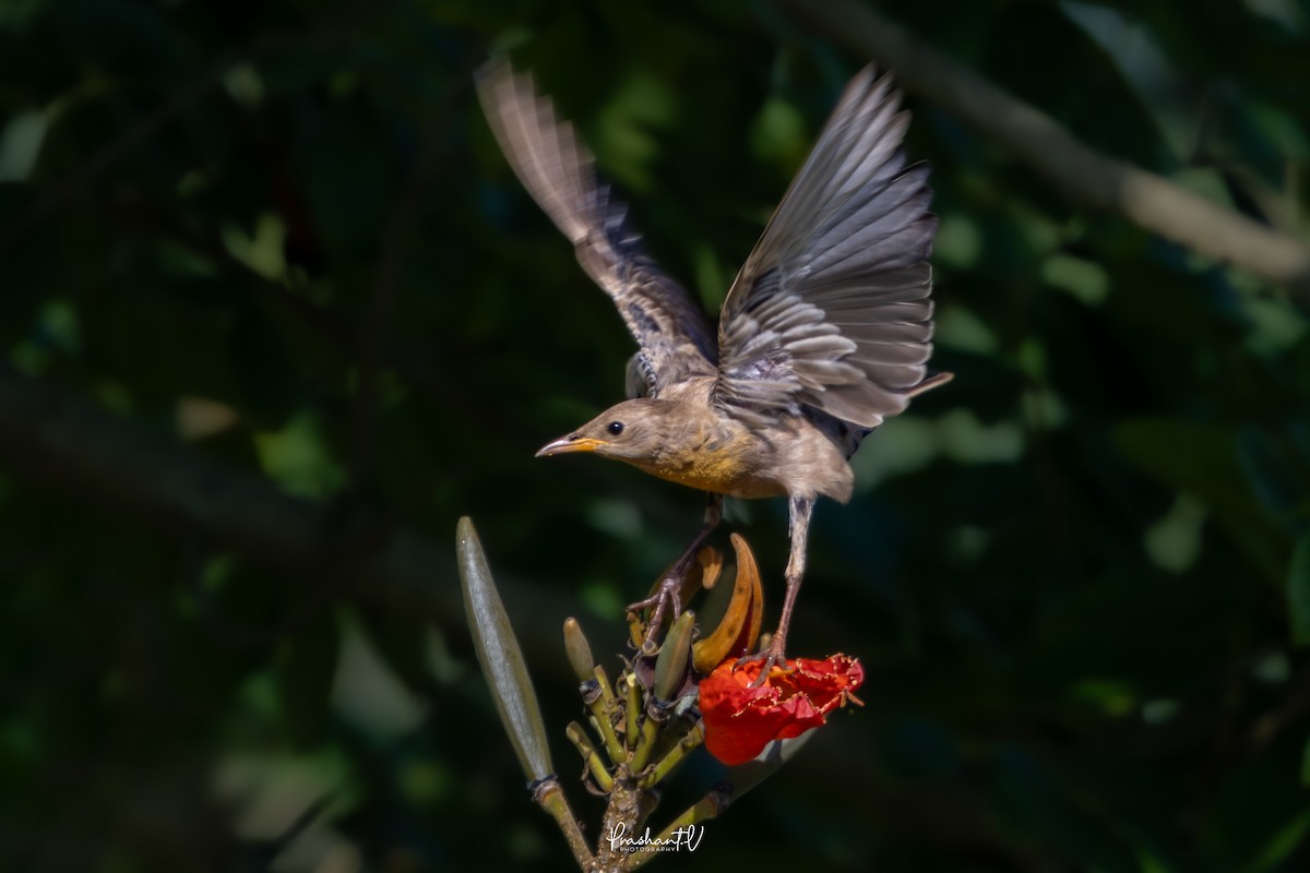 バライロムクドリ - ML644364357