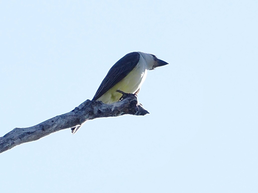 Thick-billed Kingbird - ML644364360