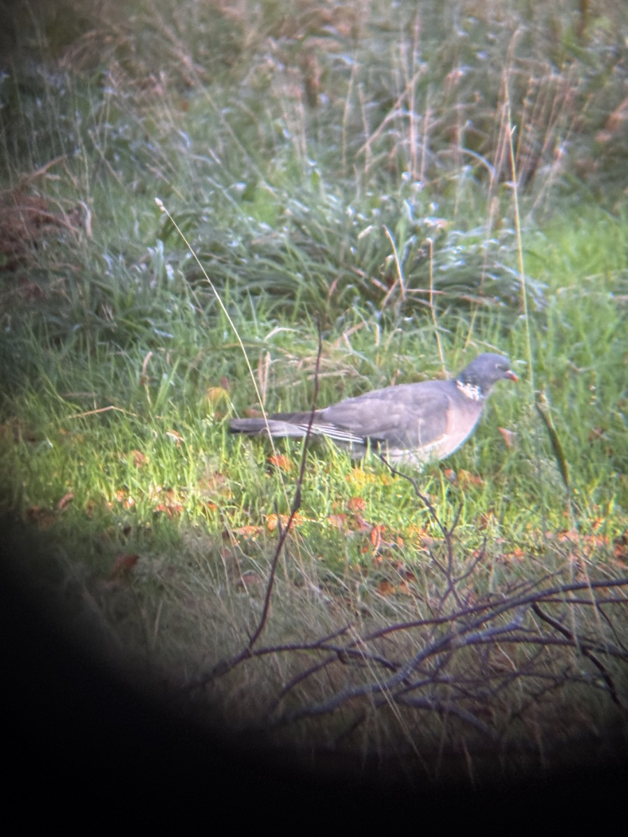 Common Wood-Pigeon - ML644364362