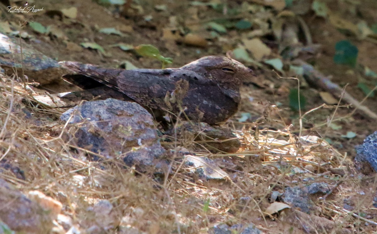 Мраморный козодой - ML644364373