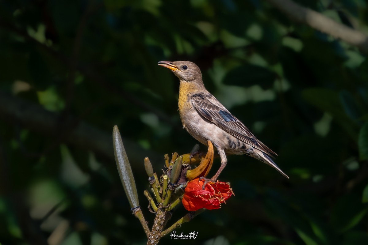 バライロムクドリ - ML644364374