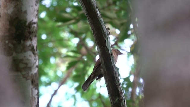 Hauxwell's Thrush - ML644364379